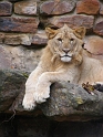 FWZoo_Lions (77)